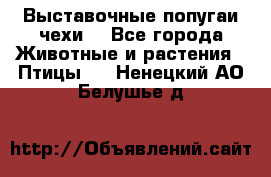 Выставочные попугаи чехи  - Все города Животные и растения » Птицы   . Ненецкий АО,Белушье д.